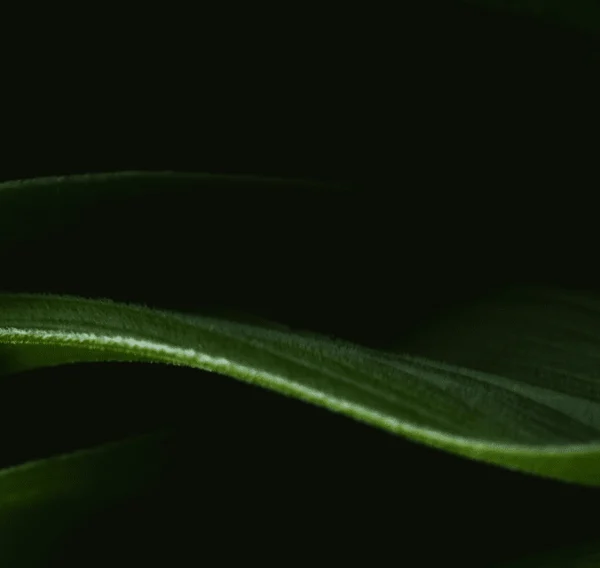 GROW